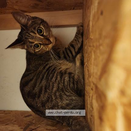 Foto 1/1 Mimi Chat perdido en Lorient