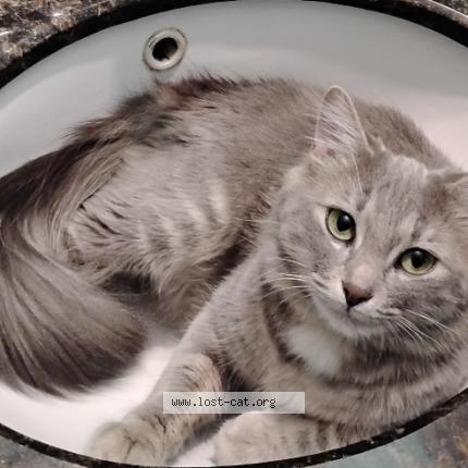 Foto 1/1 Sharky Chat perdido en Portage la prairie