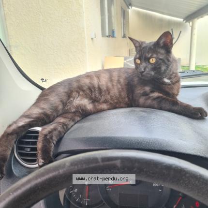 Foto 1/1 SIMBA Chat perdido en Breuillet