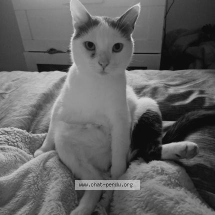 Foto 1/1 Pix Chat perdido en Toulouse occitanie