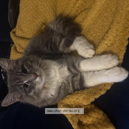 Foto 1/1 Redington Chat perdido en Strasbourg