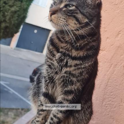 Foto 1/2 Tokyo Chat perdido en Saint raphael
