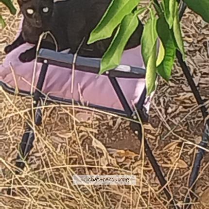 Foto 1/1 PILOU Chat perdido en Toulon