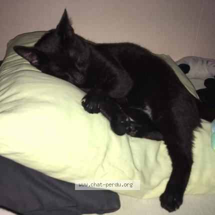 Foto 1/1 minuits Chat perdido en Cugnaux