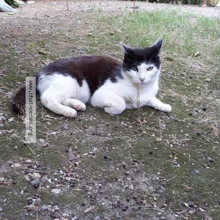 Foto 1/1 Filou Chat perdido en Hyeres