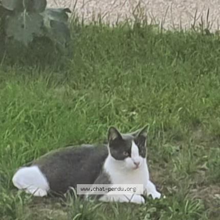 Foto 1/1 Pao Chat perdido en Dammarie les lys
