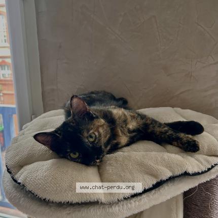 Foto 1/1 MIA Chat perdido en Toulouse