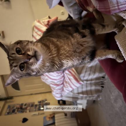 Foto 1/1 Simba Chat perdido en Mussidan