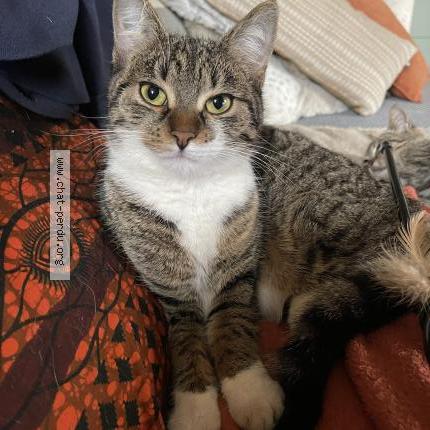 Foto 1/3 BOULETTE Chat perdido en Chateaudun