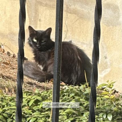 Foto 1/1 Gato encontrado Encontrado en Scarborough