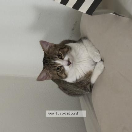 Foto 1/1 Muffin Chat perdido en Fond du lac