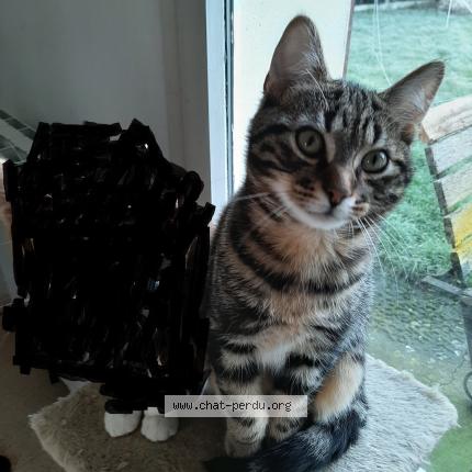 Foto 1/1 FRANCIS DUHAMEL Chat perdido en Yvetot