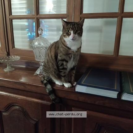 Foto 1/1 SUNNY Chat perdido en Chein dessus