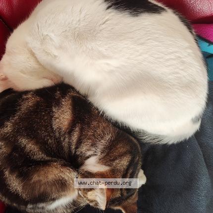 Foto 1/1 cesar Chat perdido en Chauray