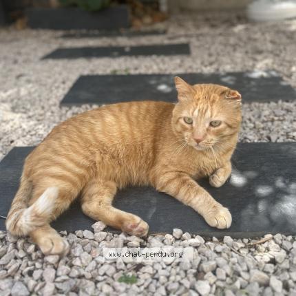 Foto 1/1 Rouki Chat perdido en Saint aunes