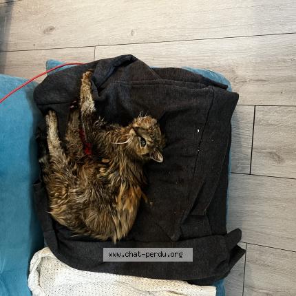 Foto 1/1 Gato encontrado Encontrado en Villenave d ornon