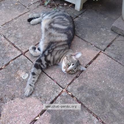 Foto 1/1 Patty Chat perdido en Valence