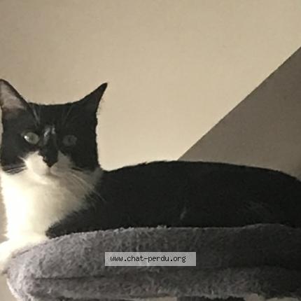 Foto 1/1 Maxou Chat perdido en Vannes