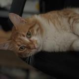 Foto del gato perdido en Saint Julien France