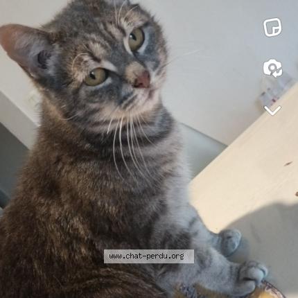 Foto 1/1 Rio Chat perdido en Pin