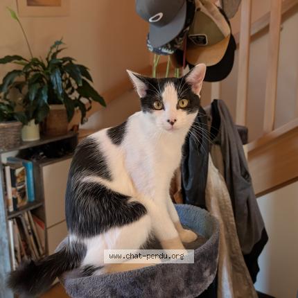 Foto 1/3 Addis Chat perdido en St remy les chevreuse