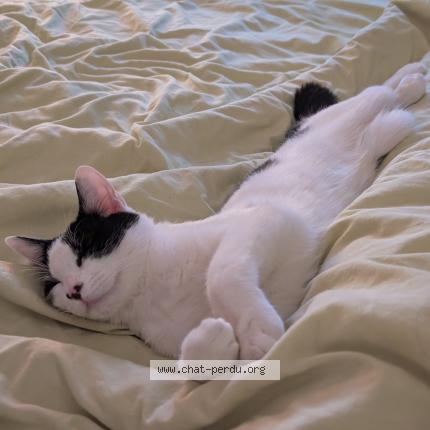 Foto 2/3 Addis Chat perdido en St remy les chevreuse