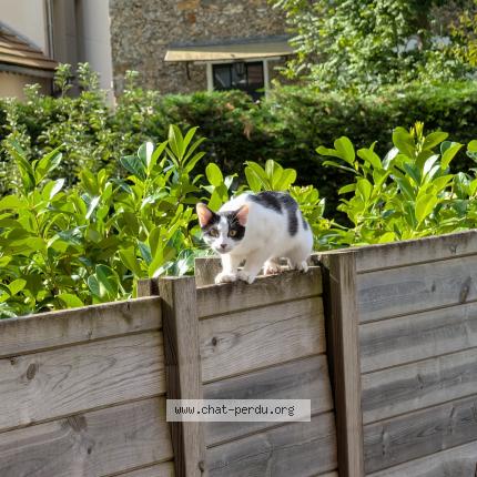 Foto 3/3 Addis Chat perdido en St remy les chevreuse