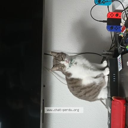 Foto 1/1 Louna Chat perdido en St orens de gammevilles