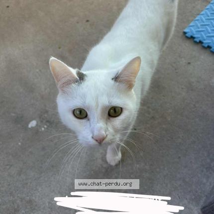 Foto 1/1 Luna noisette Chat perdido en Tomblaine