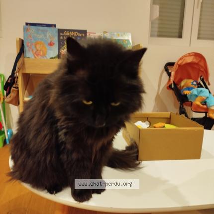 Foto 1/1 Furry Chat perdido en Bouxwiller