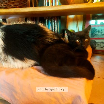 Foto 1/1 Onyx Chat perdido en Sainte croix vallee francaise