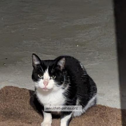 Foto 1/1 Gato encontrado Encontrado en Aspach le haut