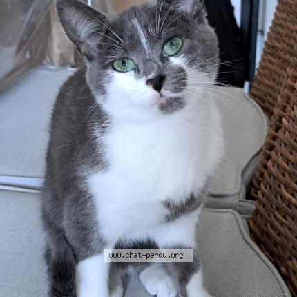 Foto 1/1 ZOLA Chat perdido en Naintre