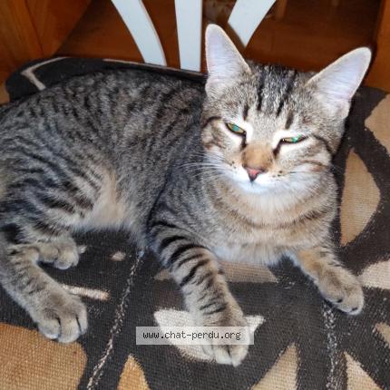 Foto 1/1 Gato encontrado Encontrado en Houilles