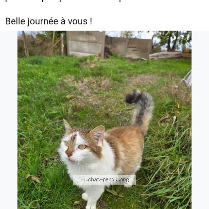 Foto 1/1 Gato encontrado Encontrado en Bouzille