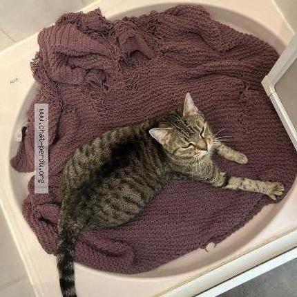 Foto 2/5 Gato encontrado Encontrado en Paris