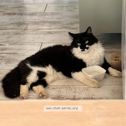 Foto 1/1 Oréo Chat perdido en Auge