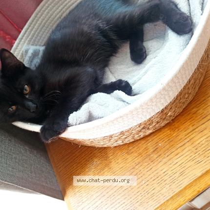 Foto 1/1 Mystou Chat perdido en Heyrieux