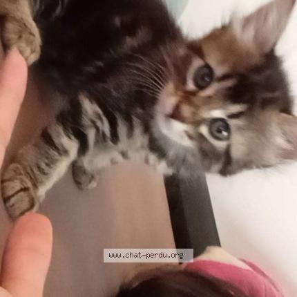 Foto 1/1 Nina Chat perdido en Mussidan