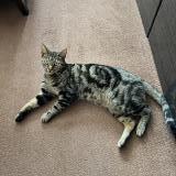 Foto de un gato reunido en Hounslow