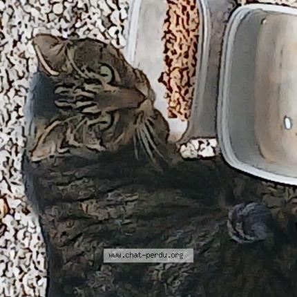 Foto 1/1 Gato encontrado Encontrado en Cahors