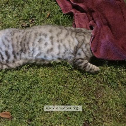 Foto 1/1 Gato encontrado Encontrado en Chelles