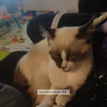 Foto 1/1 Iris Chat perdido en Mache