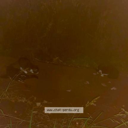 Foto 1/1 Gato encontrado Encontrado en Merignac