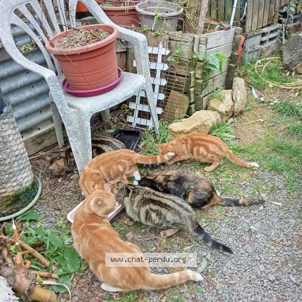 Foto 1/1 Gato encontrado Encontrado en Chantonnay