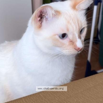 Foto 1/1 bébé blanc Chat perdido en La ciotat