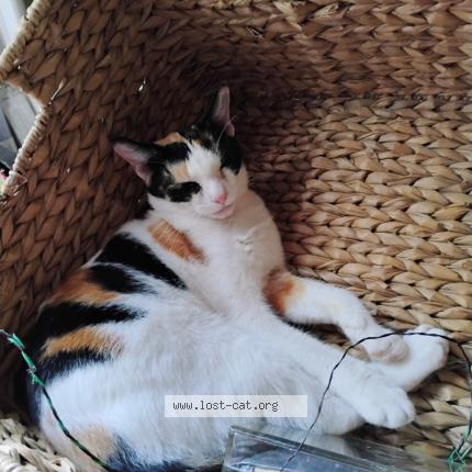 Foto 2/3 Peaches Chat perdido en Austin