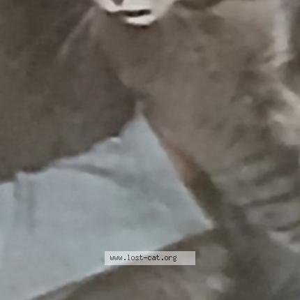 Foto 1/1 Stormy Chat perdido en St clair shores