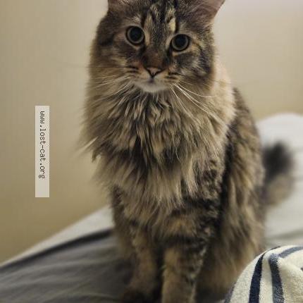 Foto 1/1 Kai Chat perdido en Laval