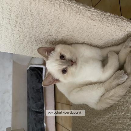 Foto 1/1 Chanel Chat perdido en Cormeilles en parisis